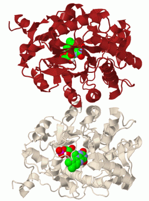 Image Biol.Unit 1 - manually