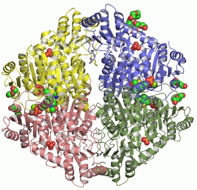 Image Asym./Biol. Unit - manually