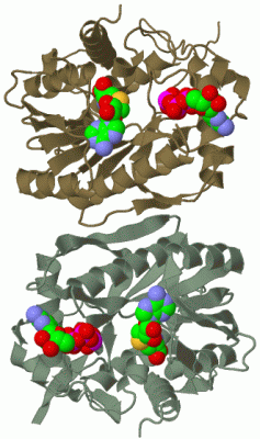 Image Biol.Unit 1 - manually
