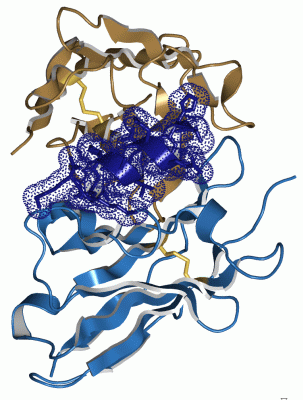 Image Asym./Biol. Unit - manually