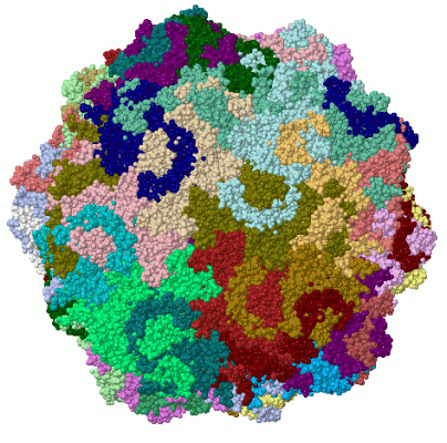 Image Biol.Unit 1 - manually