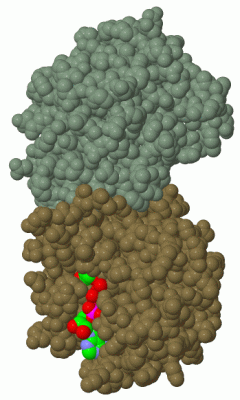 Image Biol.Unit 1 - manually