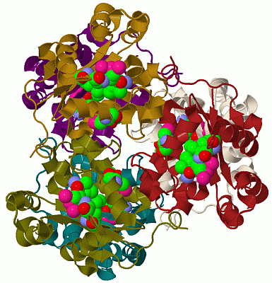 Image Biol.Unit 1 - manually