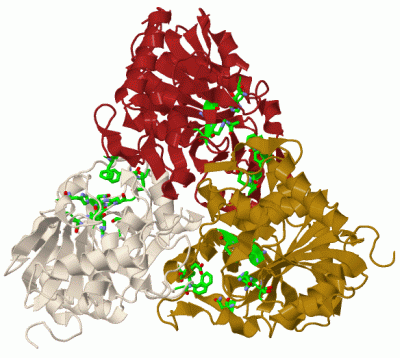 Image Biol.Unit 1 - manually