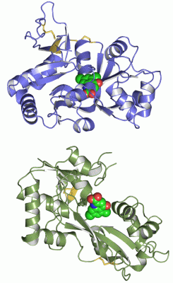 Image Asym./Biol. Unit - manually