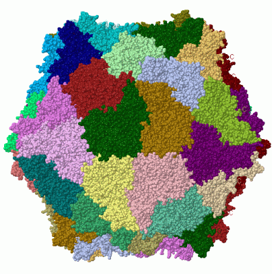 Image Biol.Unit 1 - manually