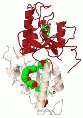 Image Biol.Unit 1 - manually