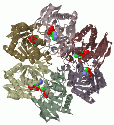 Image Biol.Unit 1 - manually