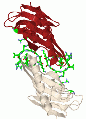 Image Biol.Unit 1 - manually