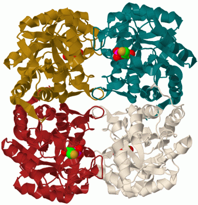 Image Biol.Unit 1 - manually