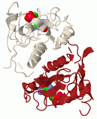 Image Biol.Unit 1 - manually