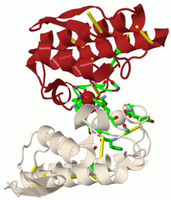 Image Biol.Unit 1 - manually