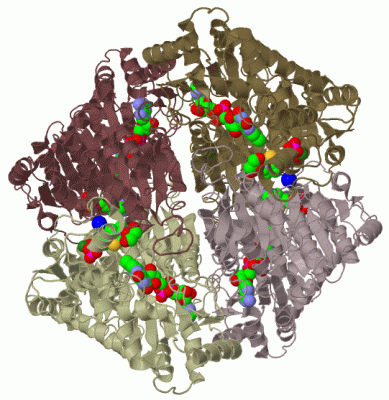 Image Biol.Unit 1 - manually