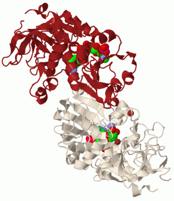 Image Biol.Unit 1 - manually