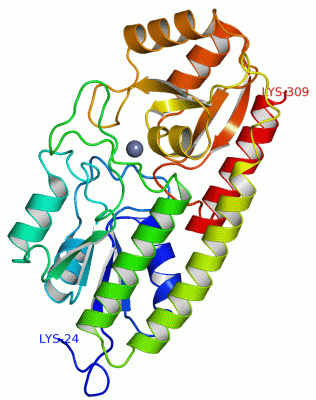 Image Asym./Biol. Unit - manually