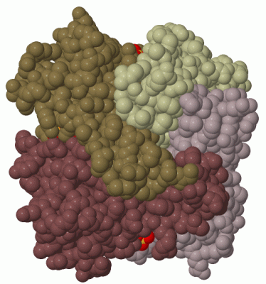 Image Biol.Unit 1 - manually