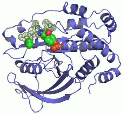 Image Asym./Biol. Unit - manually