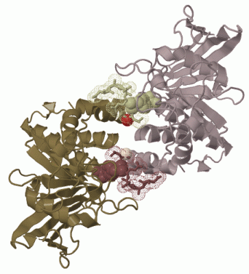 Image Biol.Unit 1 - manually