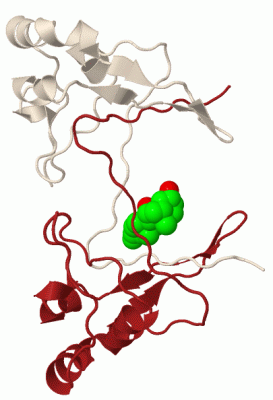 Image Biol.Unit 1 - manually