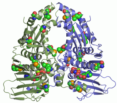 Image Asym./Biol. Unit - manually