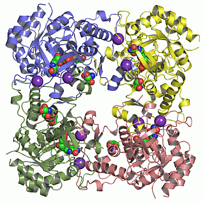 Image Asym./Biol. Unit - manually