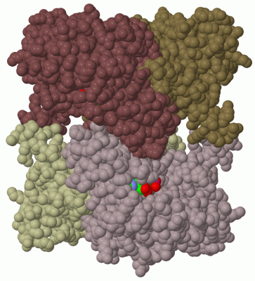 Image Biol.Unit 1 - manually