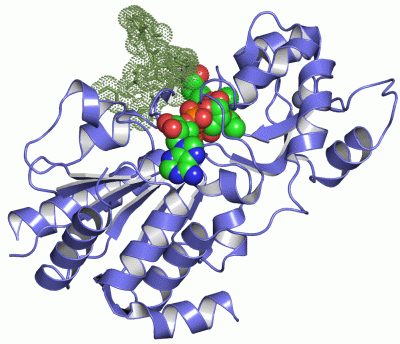 Image Asym./Biol. Unit - manually