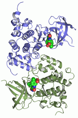 Image Asym./Biol. Unit - manually