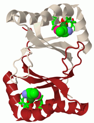 Image Biol.Unit 1 - manually