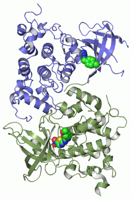 Image Asym./Biol. Unit - manually