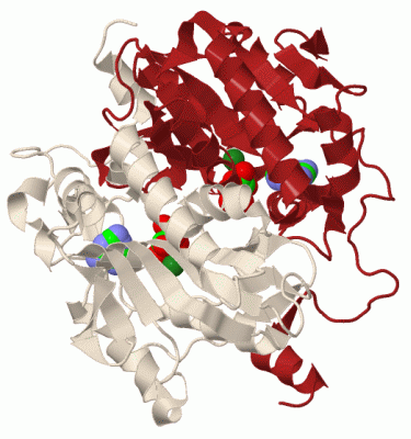 Image Biol.Unit 1 - manually