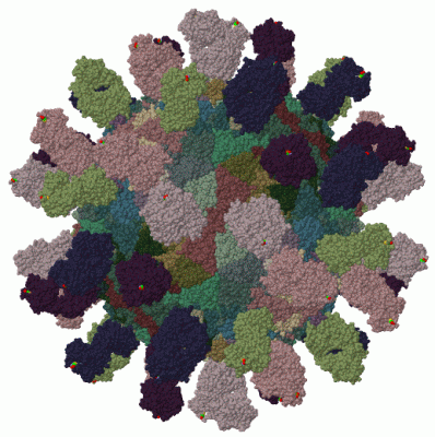 Image Biol.Unit 1 - manually