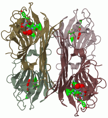 Image Biol.Unit 1 - manually