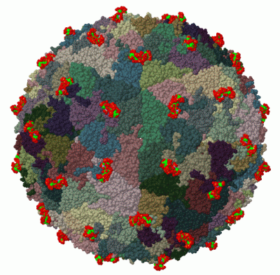 Image Biol.Unit 1 - manually