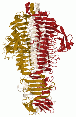 Image Biol.Unit 1 - manually