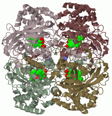 Image Biol.Unit 1 - manually