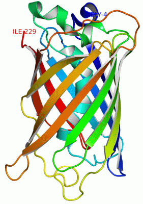 Image Asym./Biol. Unit - manually