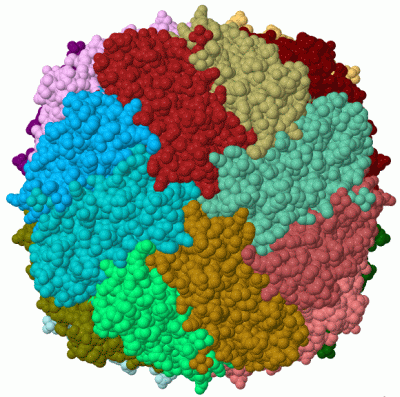 Image Biol.Unit 1 - manually