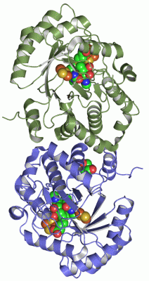 Image Asym./Biol. Unit - manually