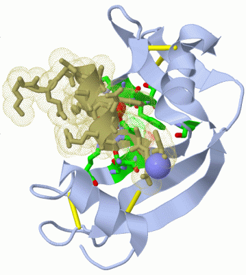 Image Asym./Biol. Unit - manually