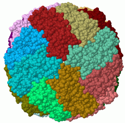 Image Biol.Unit 1 - manually