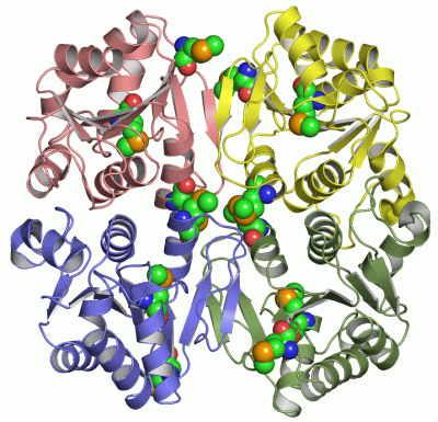 Image Asym./Biol. Unit - manually