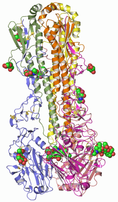 Image Asym./Biol. Unit - manually