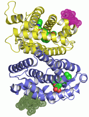 Image Asym./Biol. Unit - manually