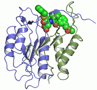 Image Asym./Biol. Unit - manually