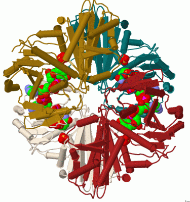 Image Biol.Unit 1 - manually