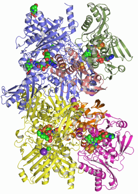 Image Asym./Biol. Unit - manually