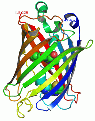 Image Asym./Biol. Unit - manually