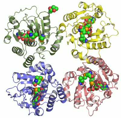 Image Asym./Biol. Unit - manually