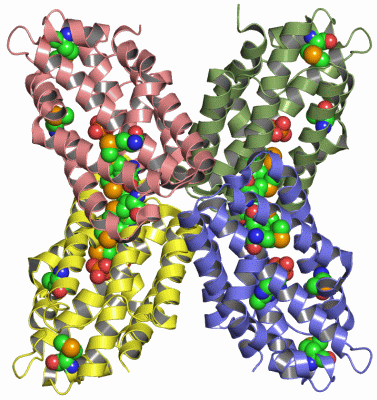 Image Asym./Biol. Unit - manually